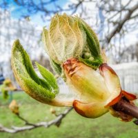 Прекрасные мгновения весны ... :: Ravile 