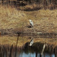 весенние зарисовки :: ИННА ПОРОХОВА
