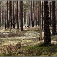 Лесная прогулка :: Aleksandr Gal