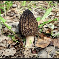 Сморчок :: Aleksandr Gal