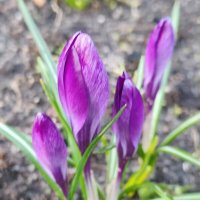 Пробуждение :: Елена Семигина