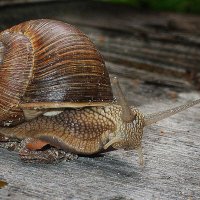 Виноградная улитка :: Владимир Гришин