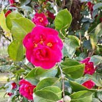 Камелия :: Tata Wolf