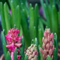 Гиацинты :: Ольга 