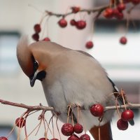 Залетела за ягодой :: Галина Козлова 