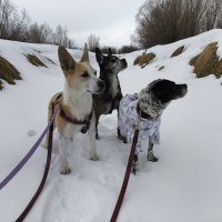 Погулки :: Anna Ivanova