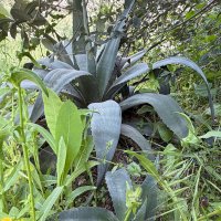 Самопожертвование :: Александр Деревяшкин