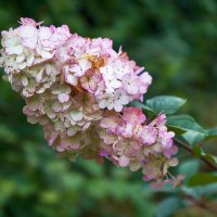 Гортензия осенняя. :: Лилия *