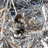 Посадка на гнездо.... :: Анатолий Анищик