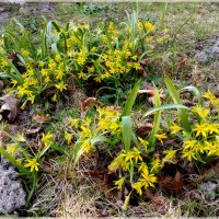 Вот и гусиный лучок порадовал ☼ :: Лия ☼