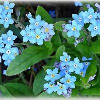 Незабудки :: Наталья ***