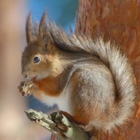 весеннее лакомство... :: Andrey Bragin 