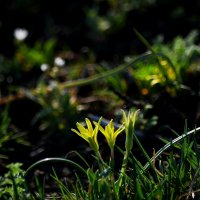 Весна пришла :: Татьяна Евдокимова