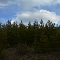 *** :: Наталья Покацкая