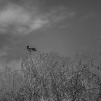 вАрон чб... :: Константин Сафронов