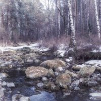 Тишина весеннего леса. :: Николай Привалов