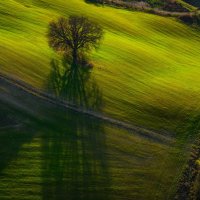 Зеленая тишина :: Алекс Римский