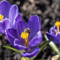 Первоцветы :: Сергей Ц Первоцветы :: Сергей Ц