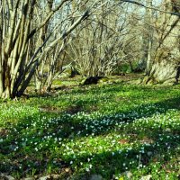 Зацветает Ветреничка дубравная :: Aida10 Зацветает Ветреничка дубравная :: Aida10