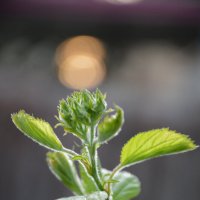 На закате...боярышник, скоро зацветёт... :: Надежда Куркина 