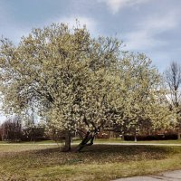 Весеннее :: Nataly St. 