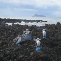 А ножки у них голубые. :: unix (Илья Утропов)