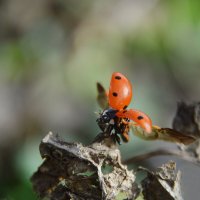 Расправила крылья....готова к полёту... :: Надежда Куркина 