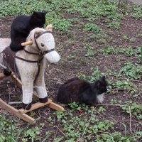 Наездница :: Андрей Лукьянов