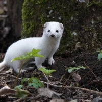 Ласка :: Владимир Безбородов