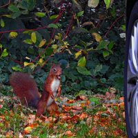 Куда прёшь?... :: Valziwa 