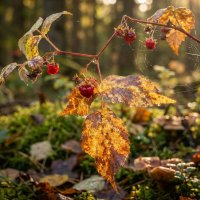 Малина в паутинке :: Лилия 