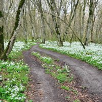 Весна. :: Vladimir Lisunov