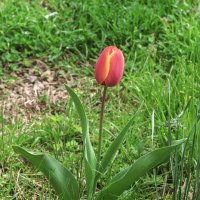 Тюльпан :: Игорь Сикорский
