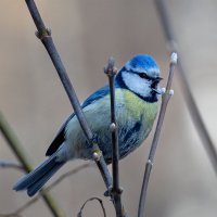 Синица :: Michel 