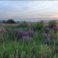 Утро :: **** vedin