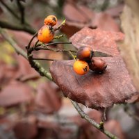 Ягодки :: Валерий Пославский Ягодки :: Валерий Пославский