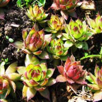 Молодило :: Людмила Смородинская