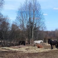 Лошадки Яви Нави. :: Ольга 