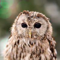 .. :: Владимир Салапонов