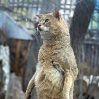 Зоопарк 14 апреляКамы :: Михаил Бибичков