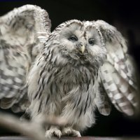 Неясыть :: Михаил Бибичков