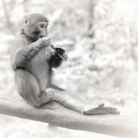 макак :: Andrey Bragin 