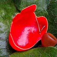 Гриб саркосцифа ярко красная. :: Милешкин Владимир Алексеевич 