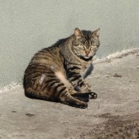 Мартовские кошки :: Рита Симонова