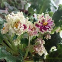 Фиалка :: Елена Семигина