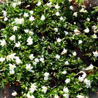 Раскрылась на солнце Ветреничка дубравная :: Aida10