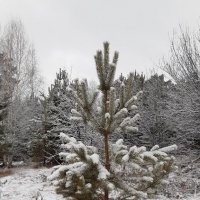 И снова выпал снег... :: Галина Минчук