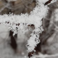 И снова выпал снег... :: Галина Минчук