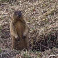 После зимней спячки :: Наталья Димова