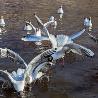 Апрельская суета :: liudmila drake